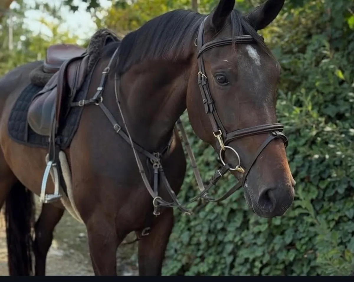 Horse - Image 3