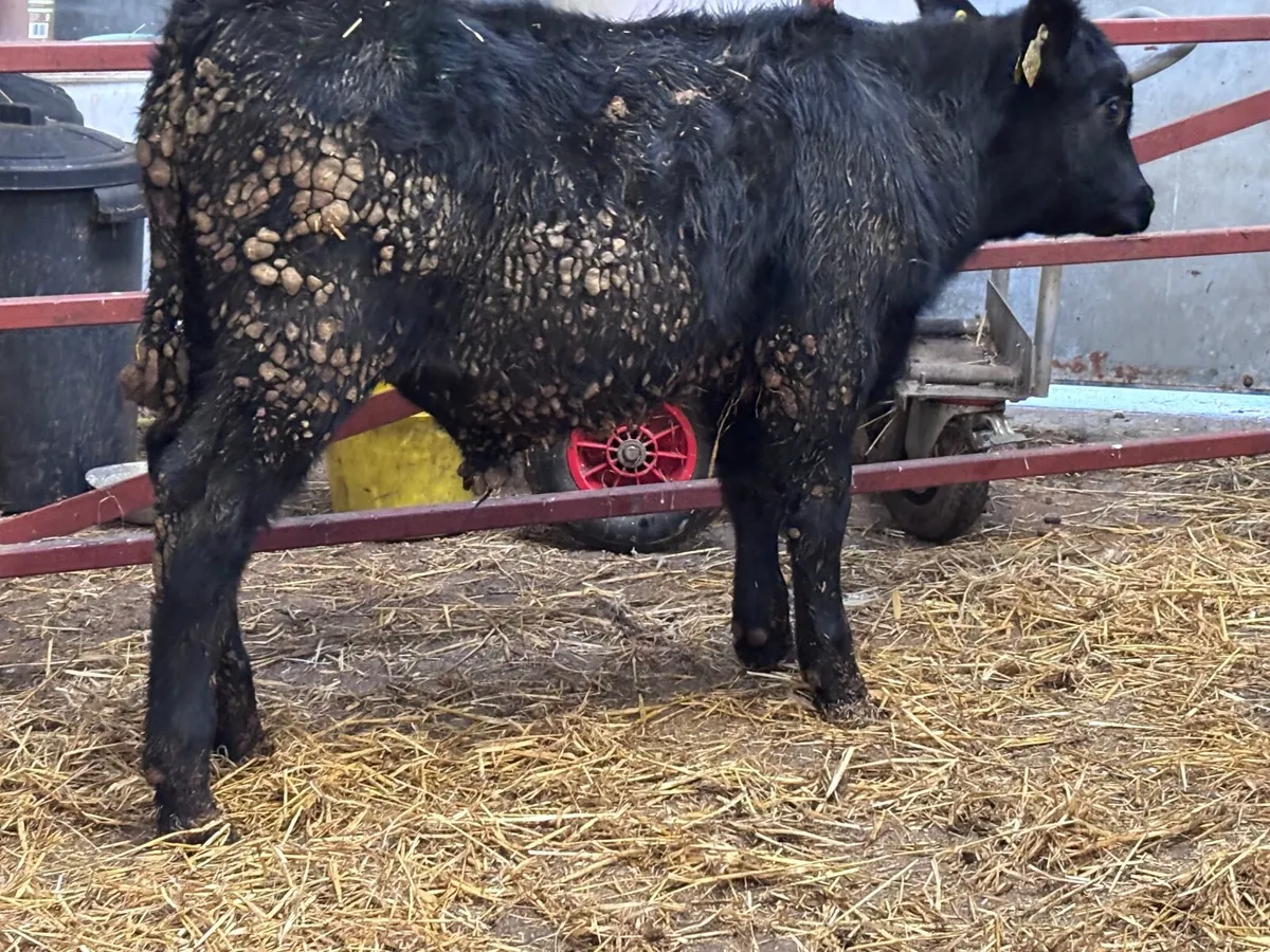 2 black bull Weanlings for sale - Image 3