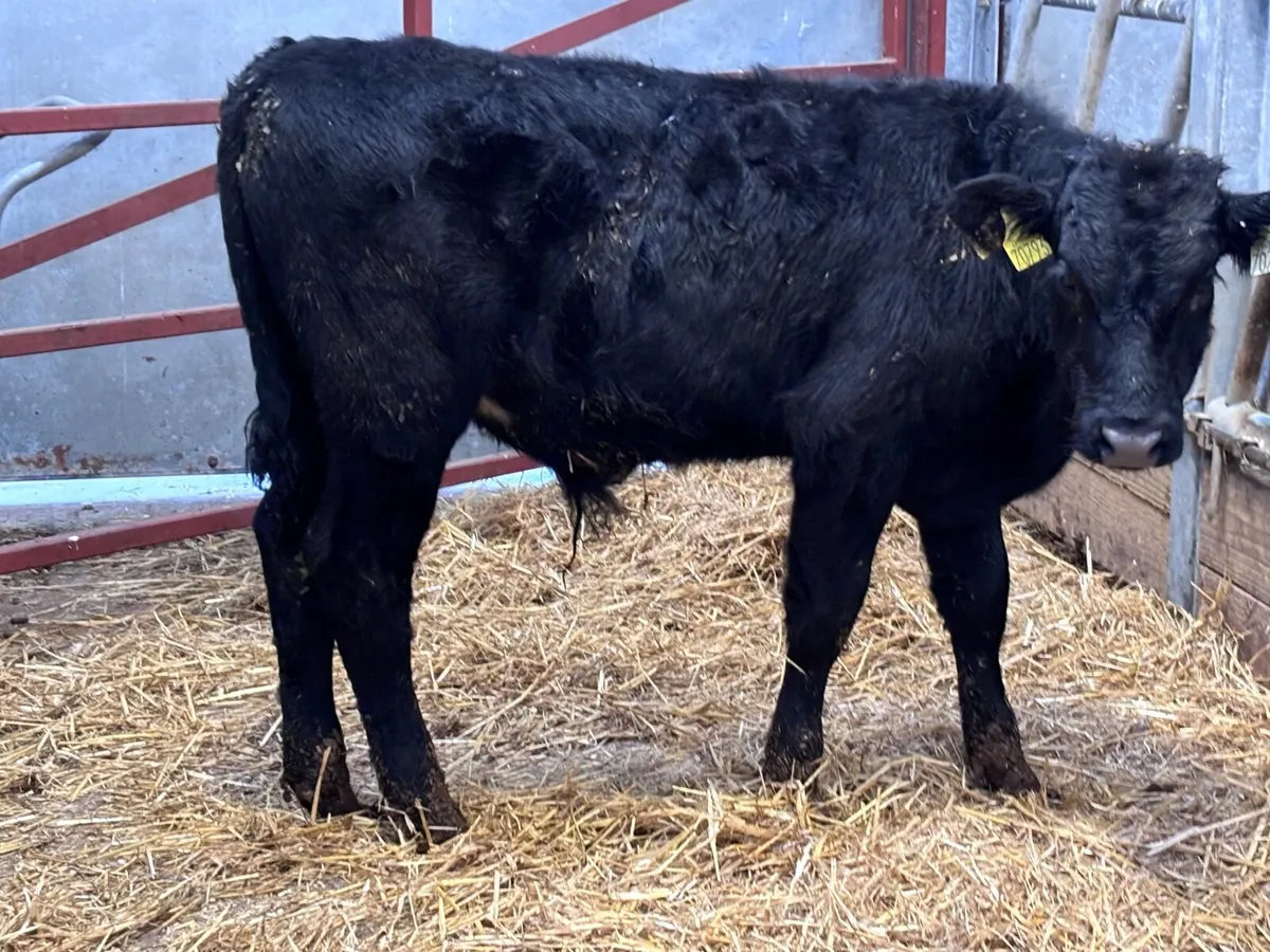 2 black bull Weanlings for sale - Image 4