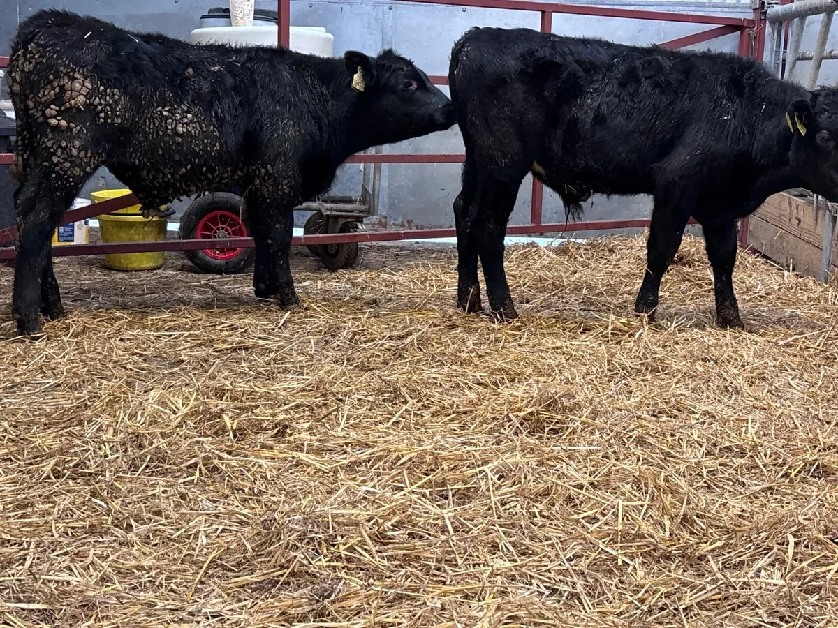 2 black bull Weanlings for sale - Image 2