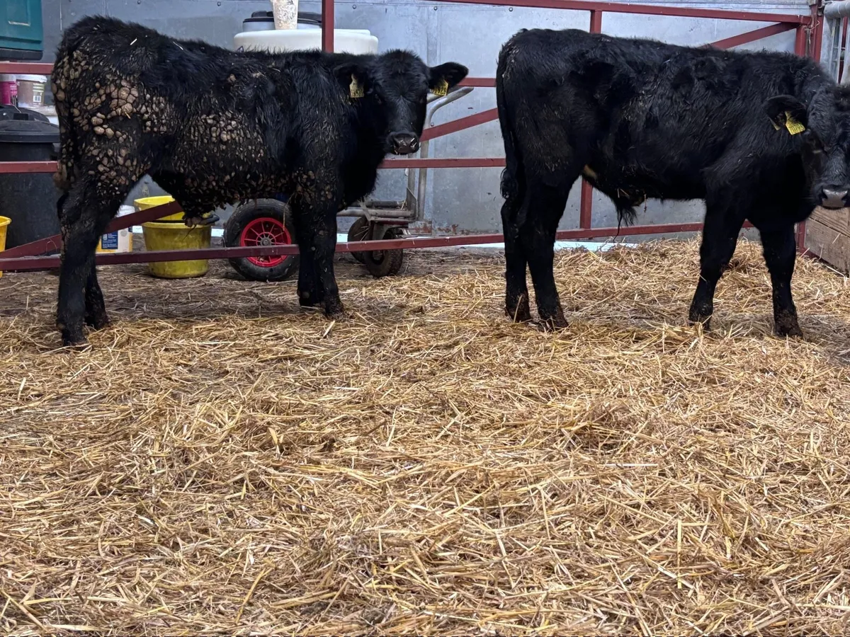 2 black bull Weanlings for sale - Image 1