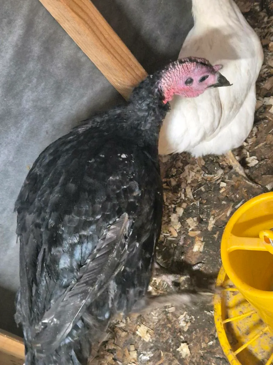 Turkeys - Image 3