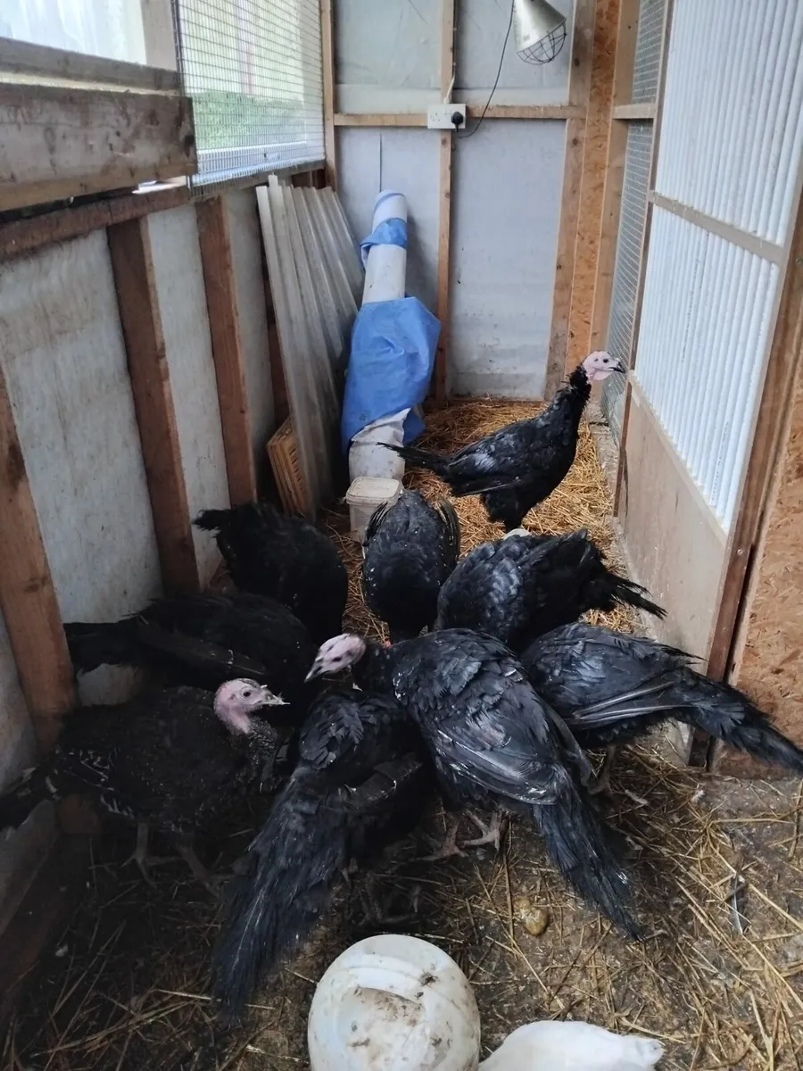 Turkeys - Image 1