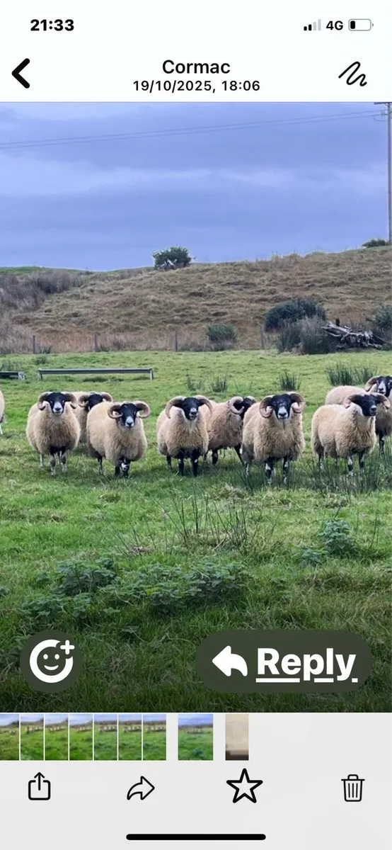 Sheep - Image 1