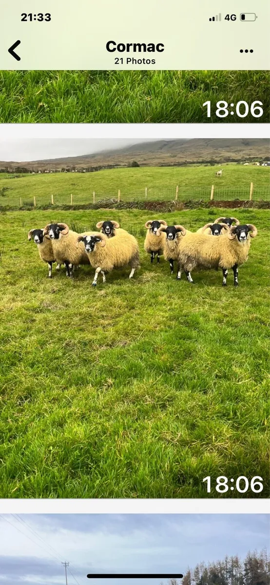 Sheep - Image 2