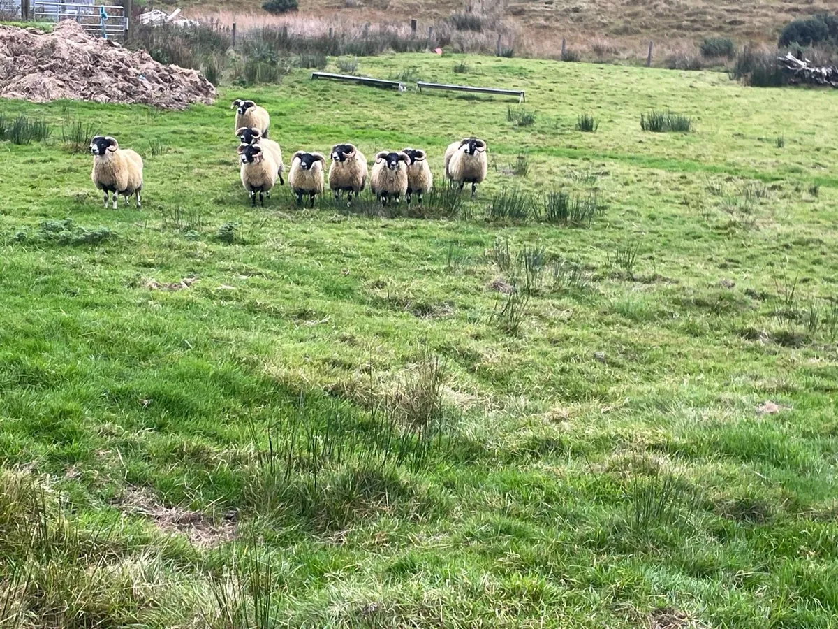 Sheep - Image 4