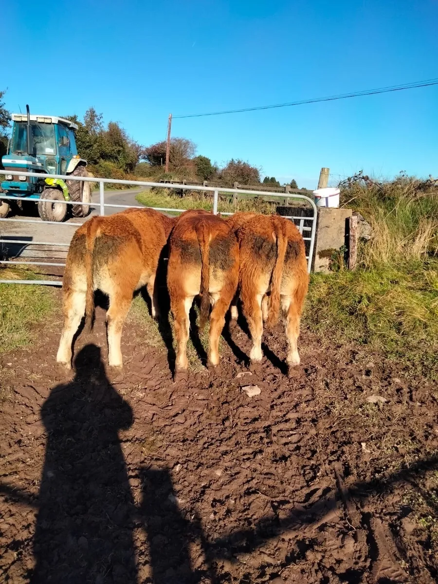 5 Limousin Weanling bulls - Image 1