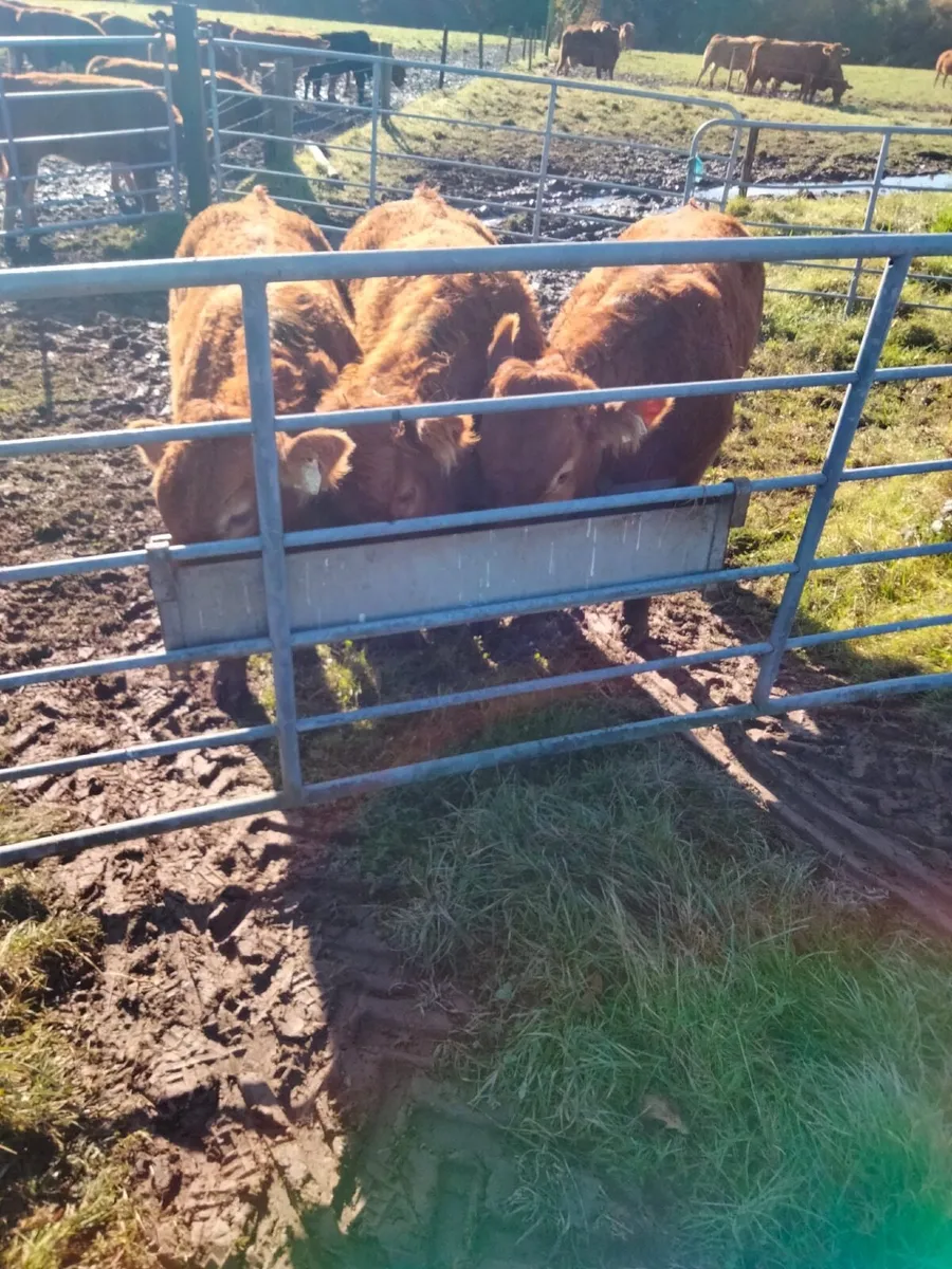 5 Limousin Weanling bulls - Image 2