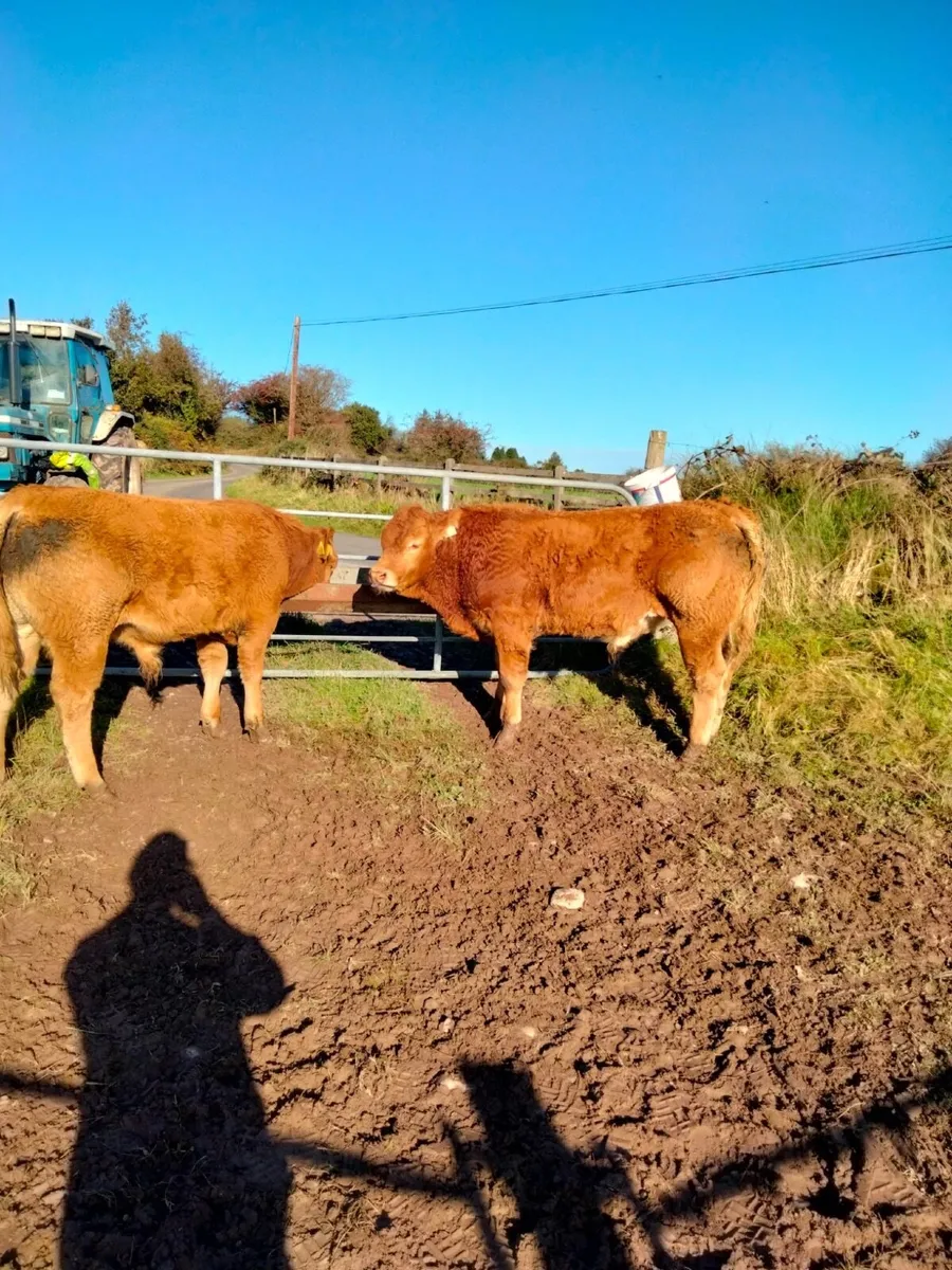 5 Limousin Weanling bulls - Image 3