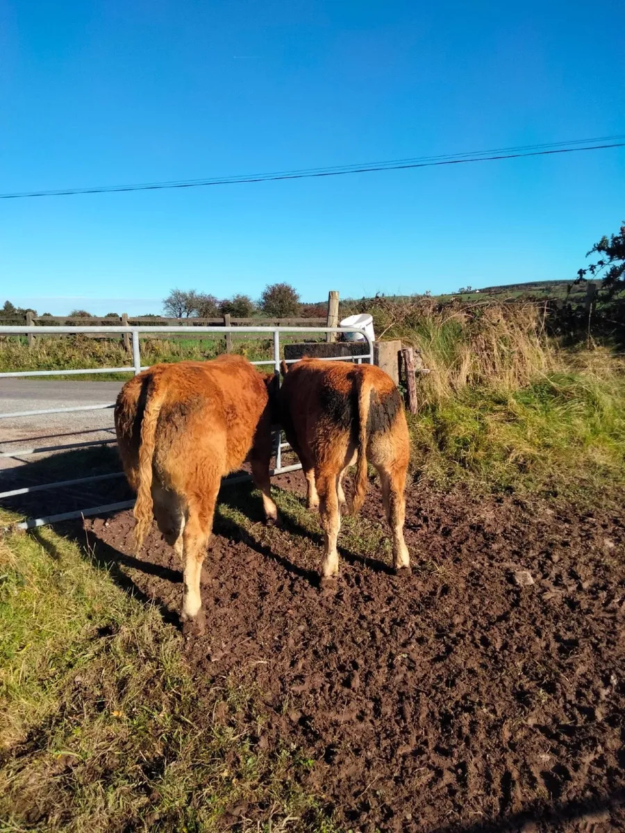 5 Limousin Weanling bulls - Image 4