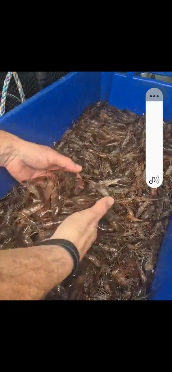 Live shrimp wanted