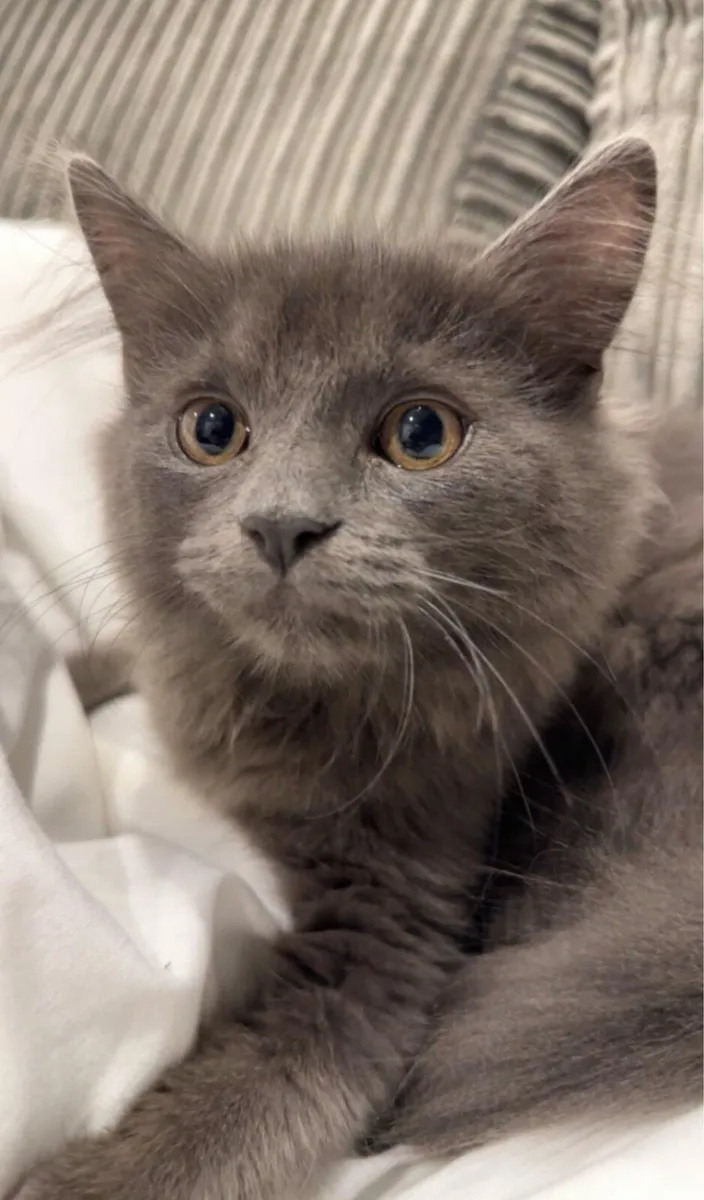 Cat - Image 1