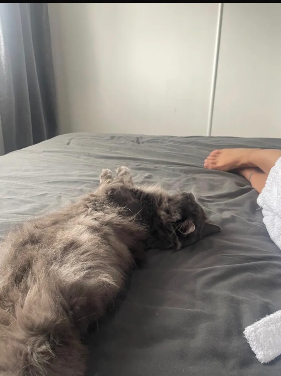 Cat - Image 2