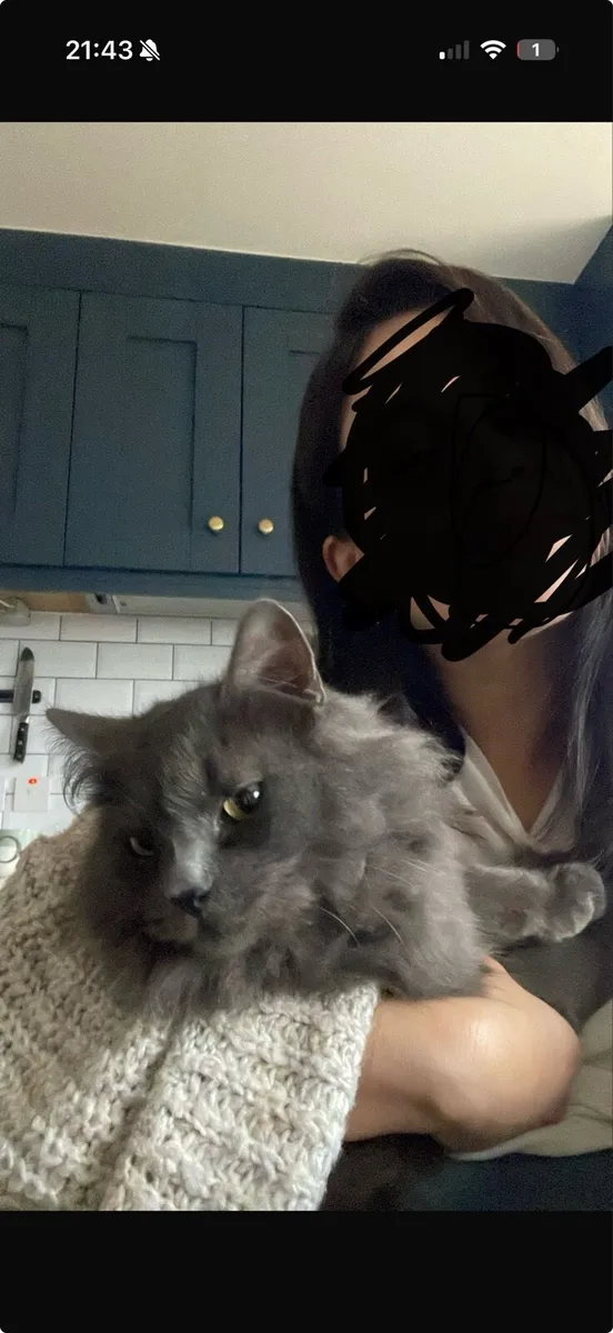Cat - Image 3