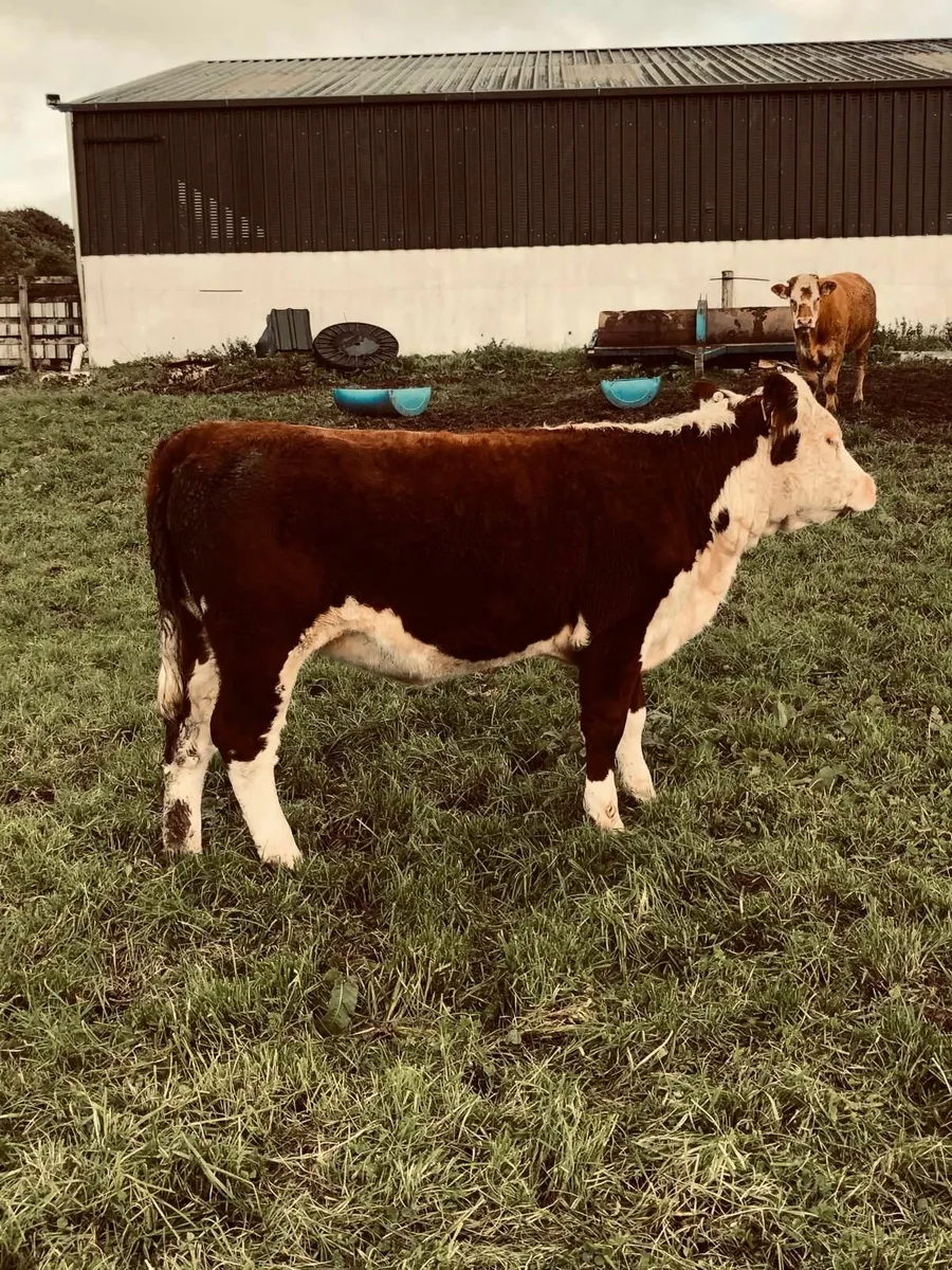 Pure bred heifer - Image 3