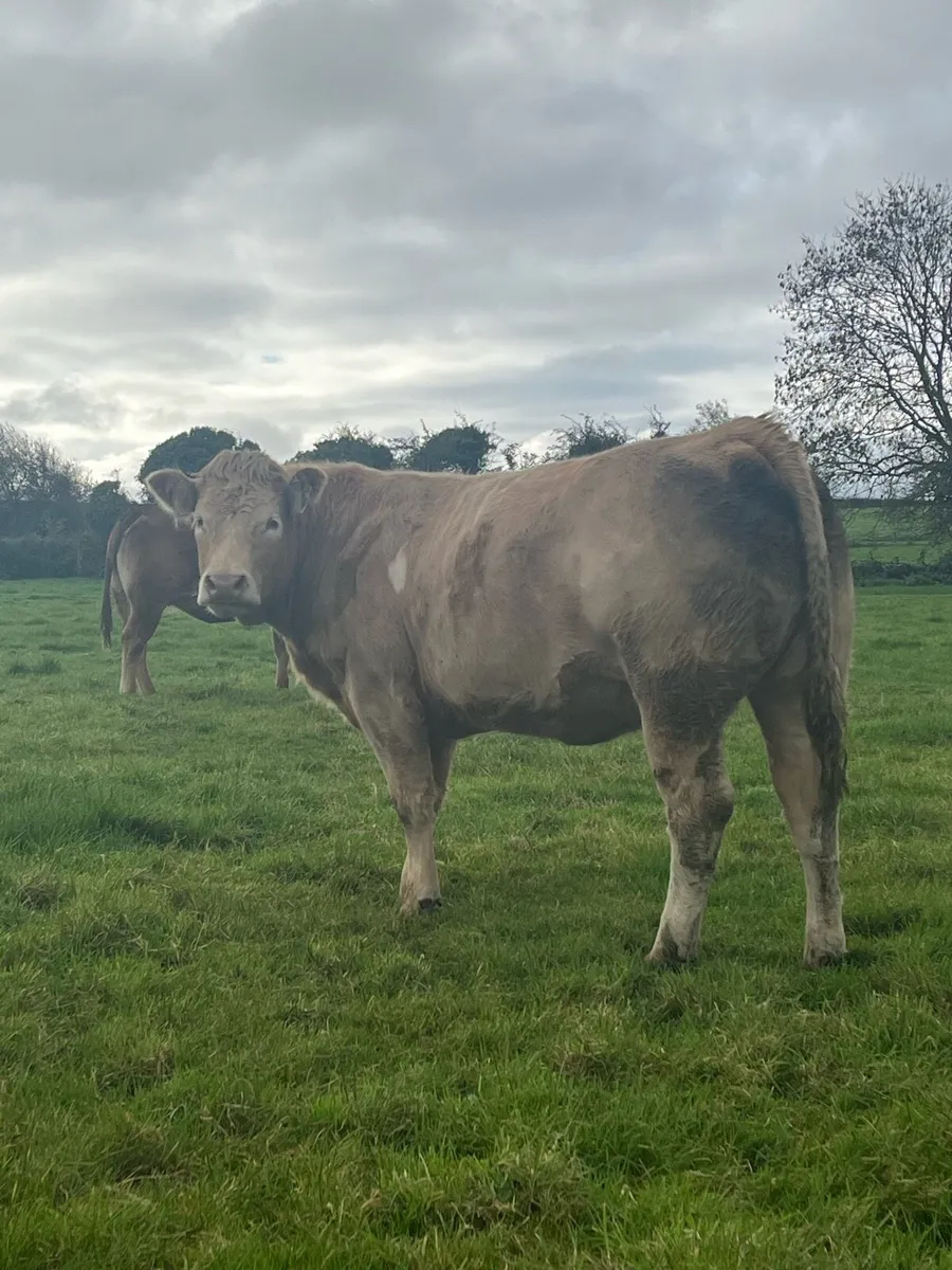 Incalf Ai bred Springer for Ennis Mart 23rd Oct - Image 1