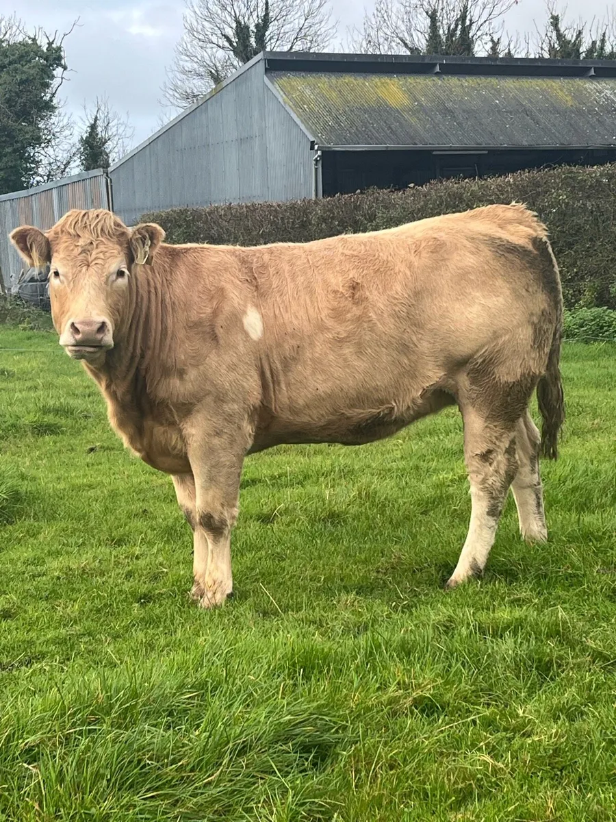 Incalf Ai bred Springer for Ennis Mart 23rd Oct - Image 2