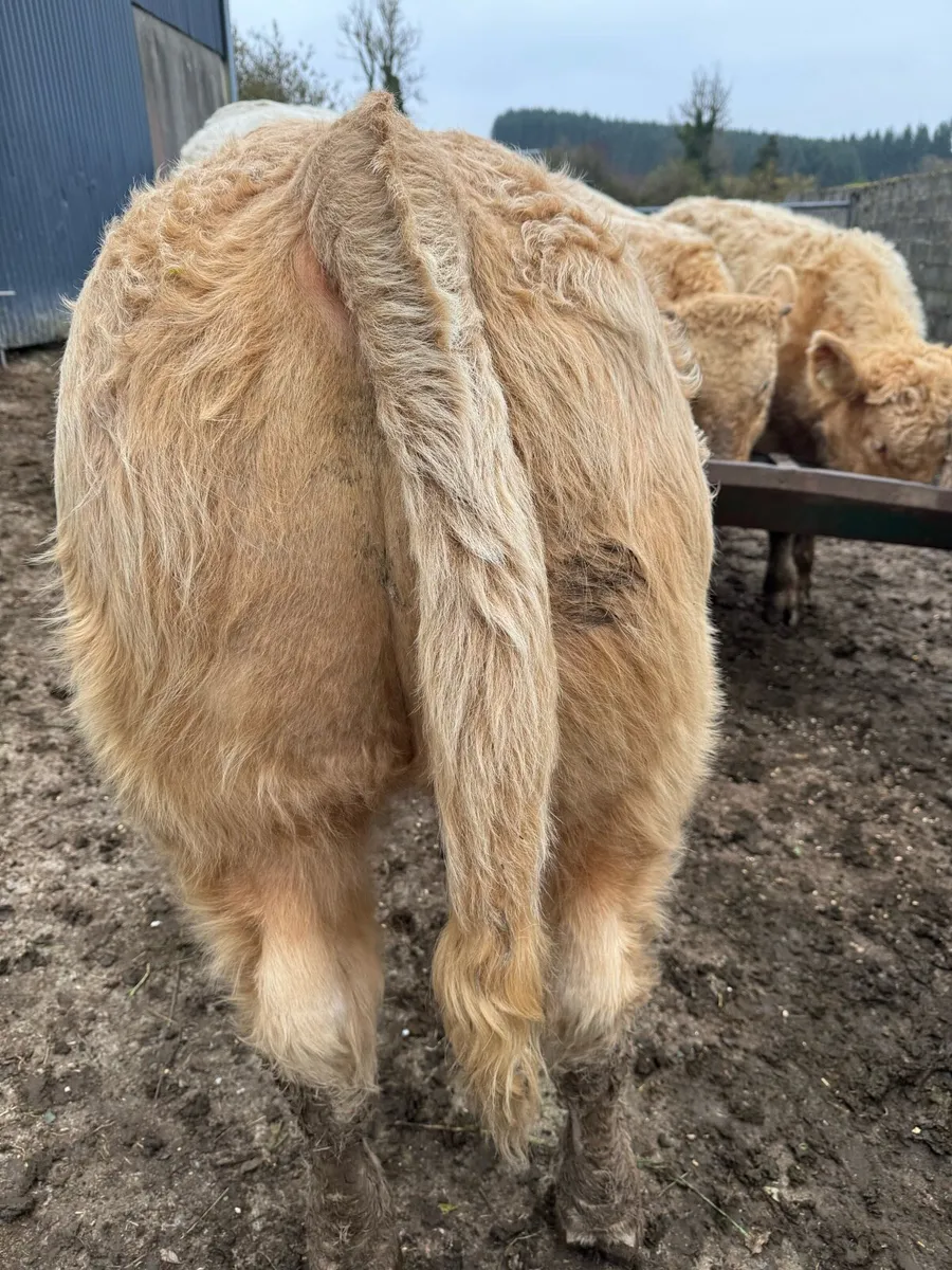 5 Super Weanling Bulls - Image 1