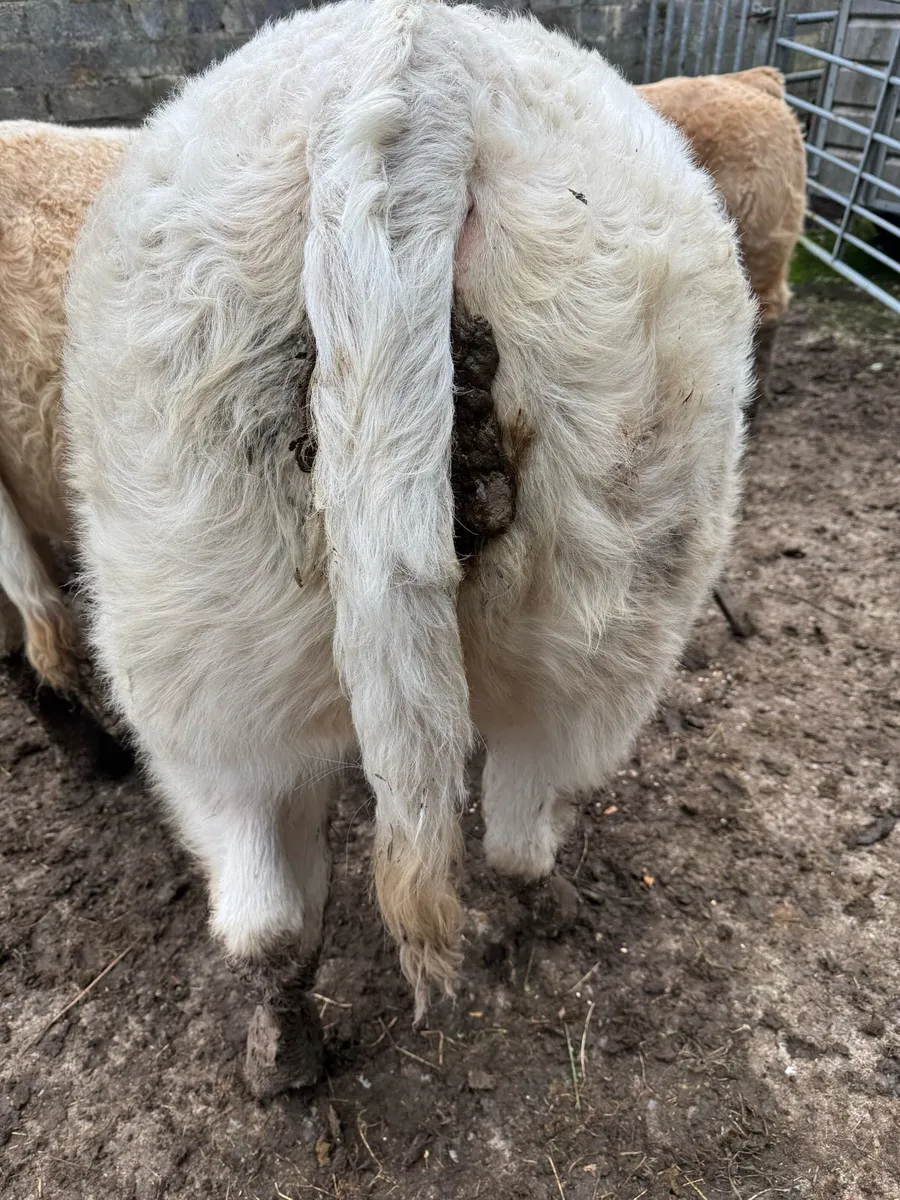 5 Super Weanling Bulls - Image 2