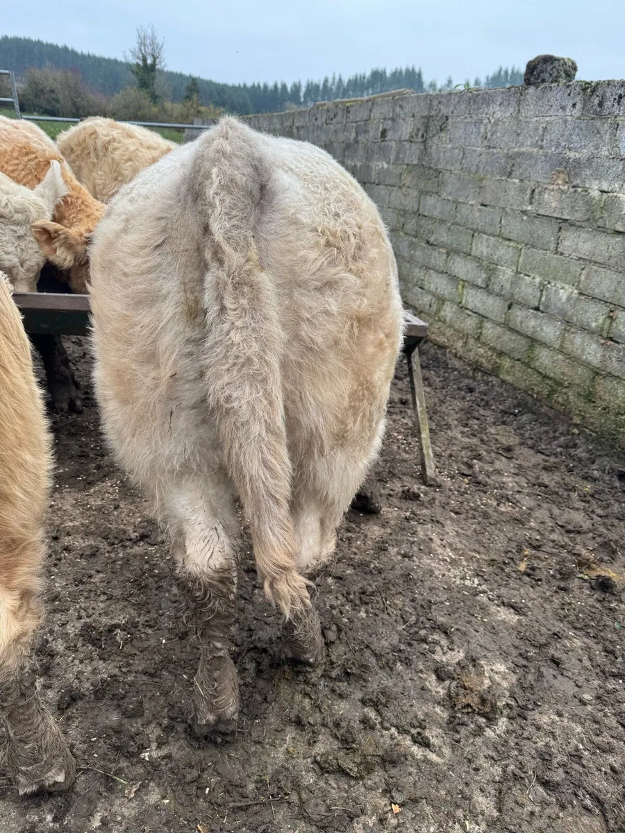 5 Super Weanling Bulls - Image 3