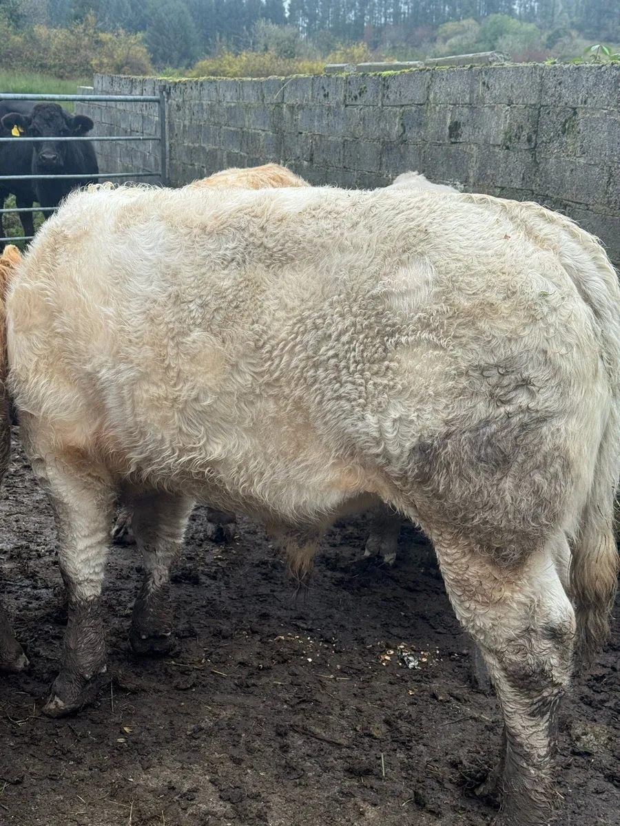 5 Super Weanling Bulls - Image 4
