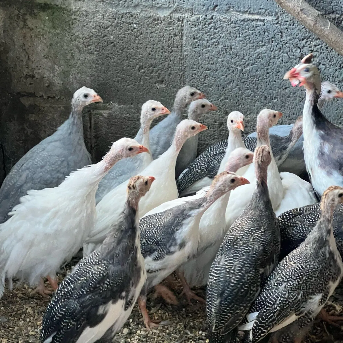 Guineas - Image 1