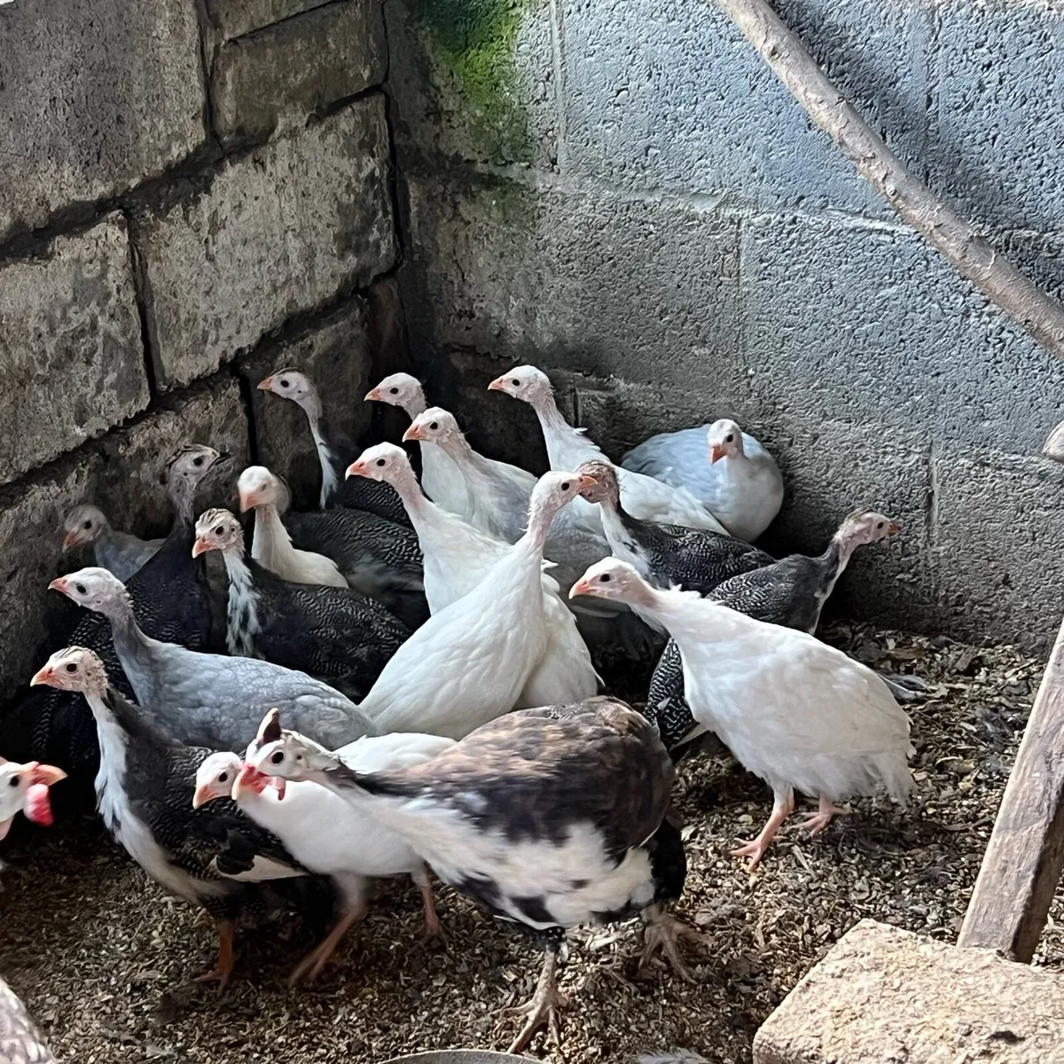 Guineas - Image 2