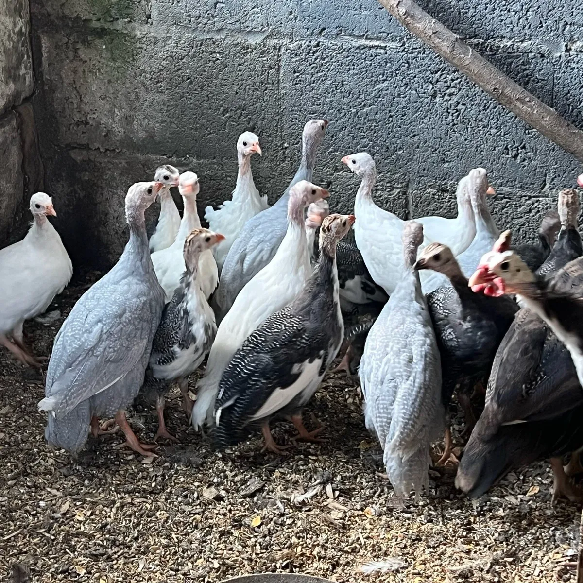 Guineas - Image 3