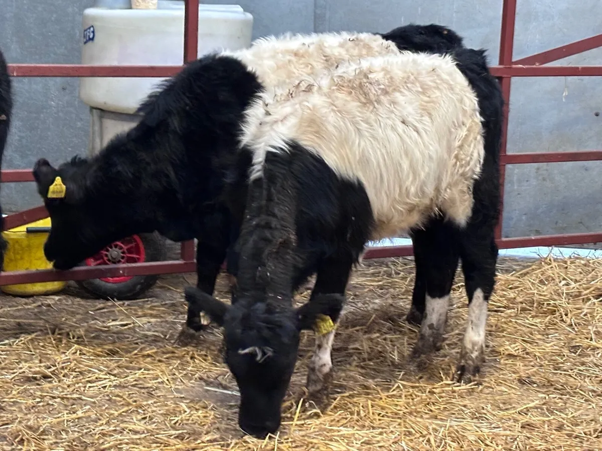 3 belted Galloway Weanling heifers for sale - Image 2