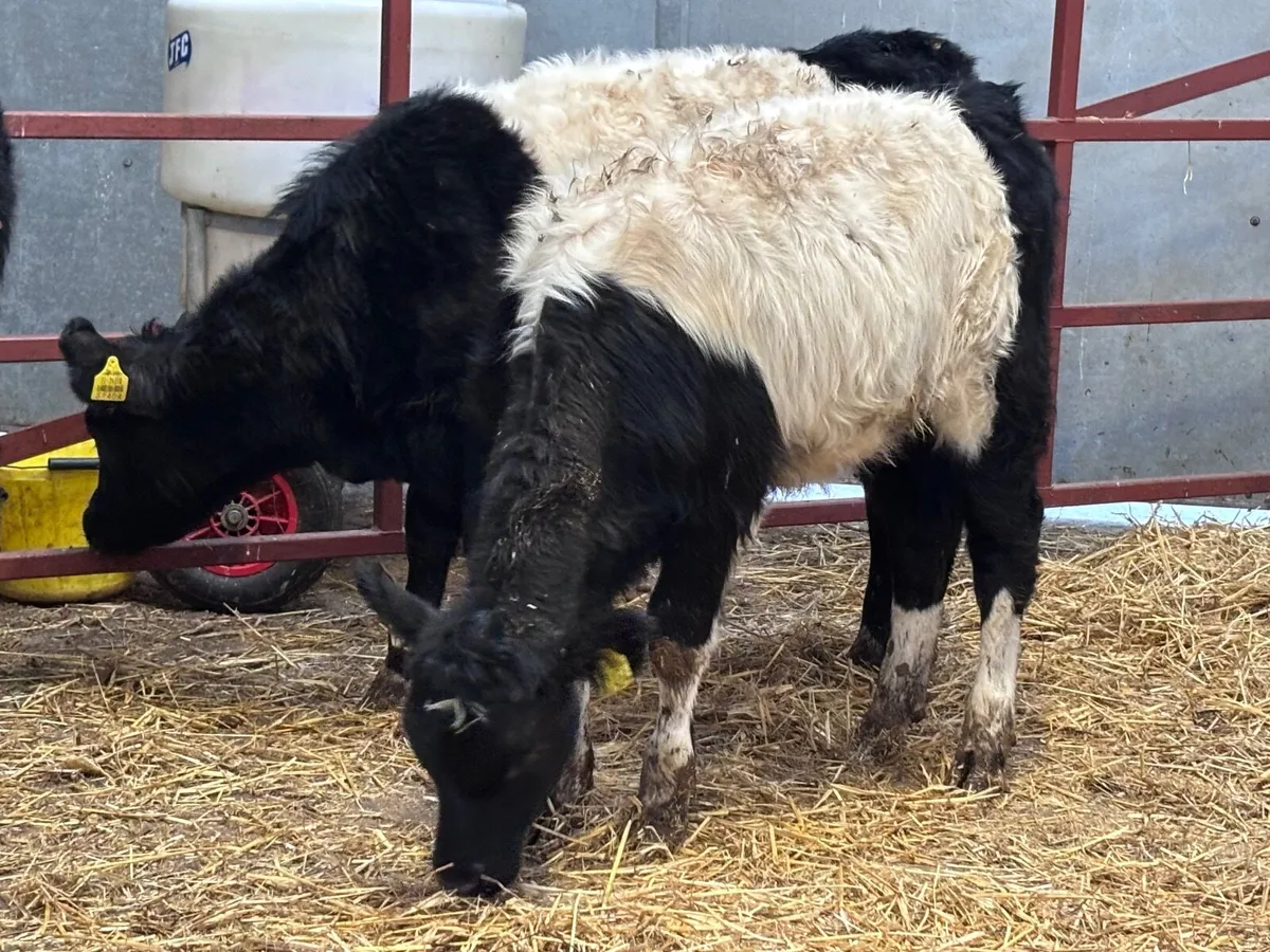 3 belted Galloway Weanling heifers for sale - Image 3