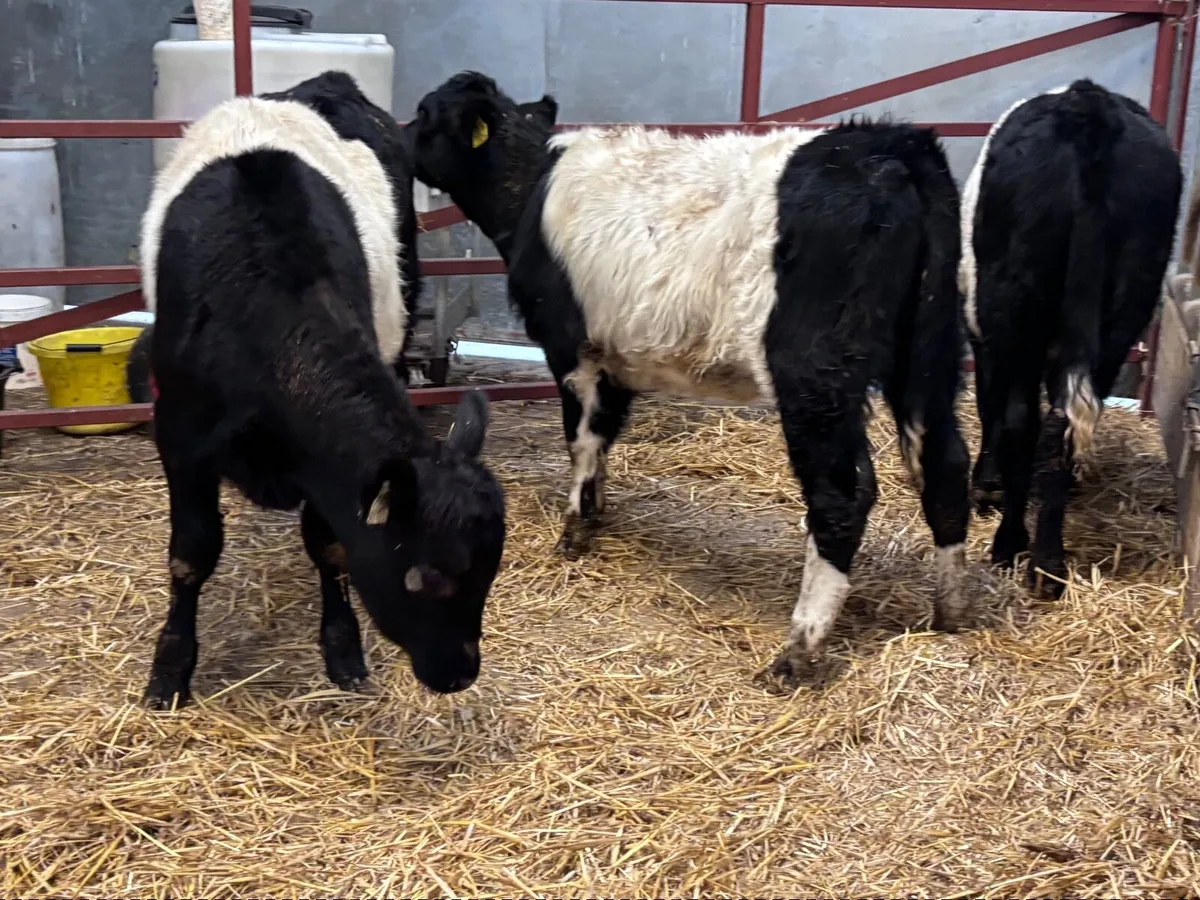 3 belted Galloway Weanling heifers for sale - Image 4