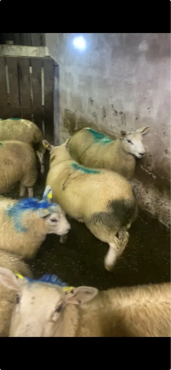 Ewe lamb - Image 2