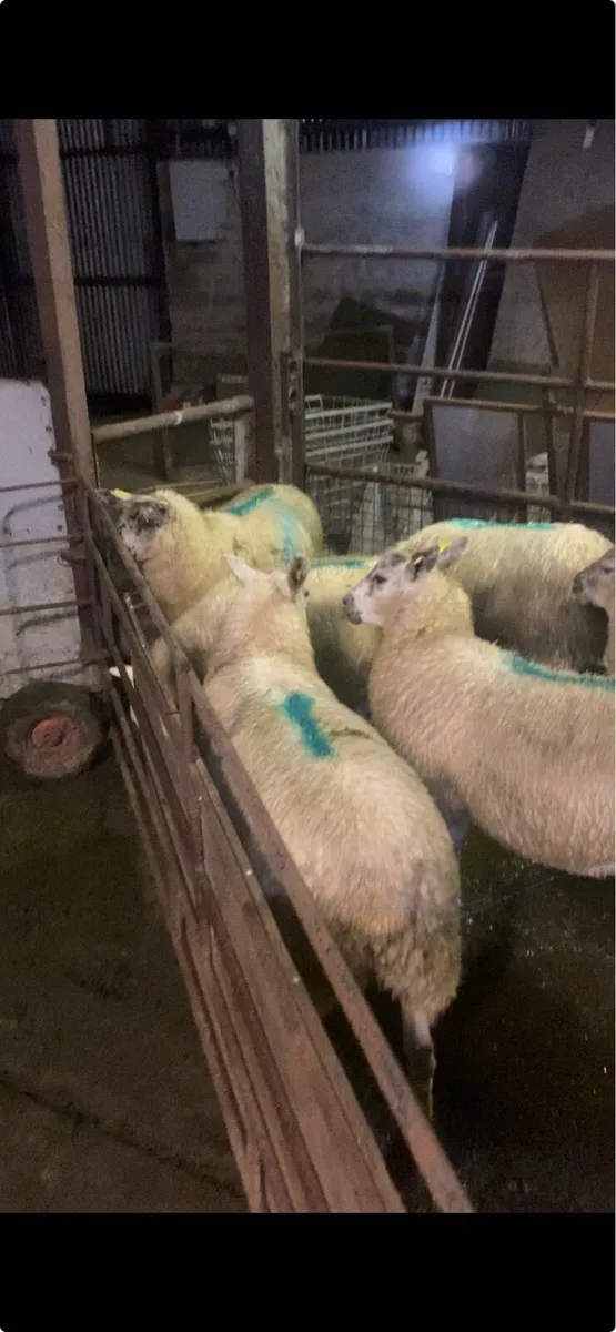 Ewe lamb - Image 3