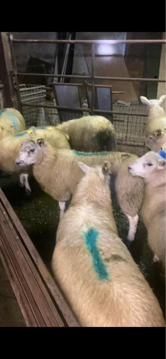 Ewe lamb - Image 1
