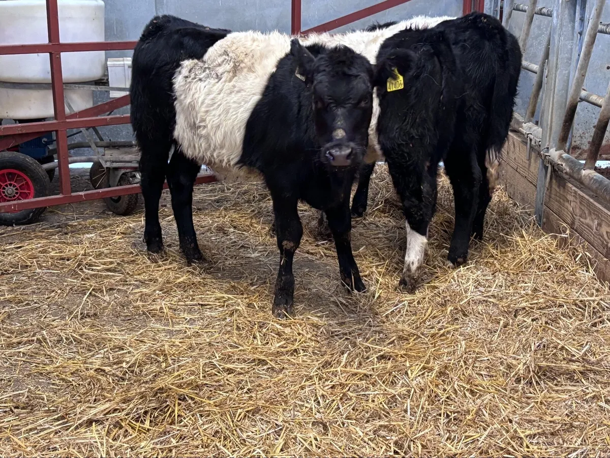 3 belted Galloway Weanling heifers for sale - Image 1