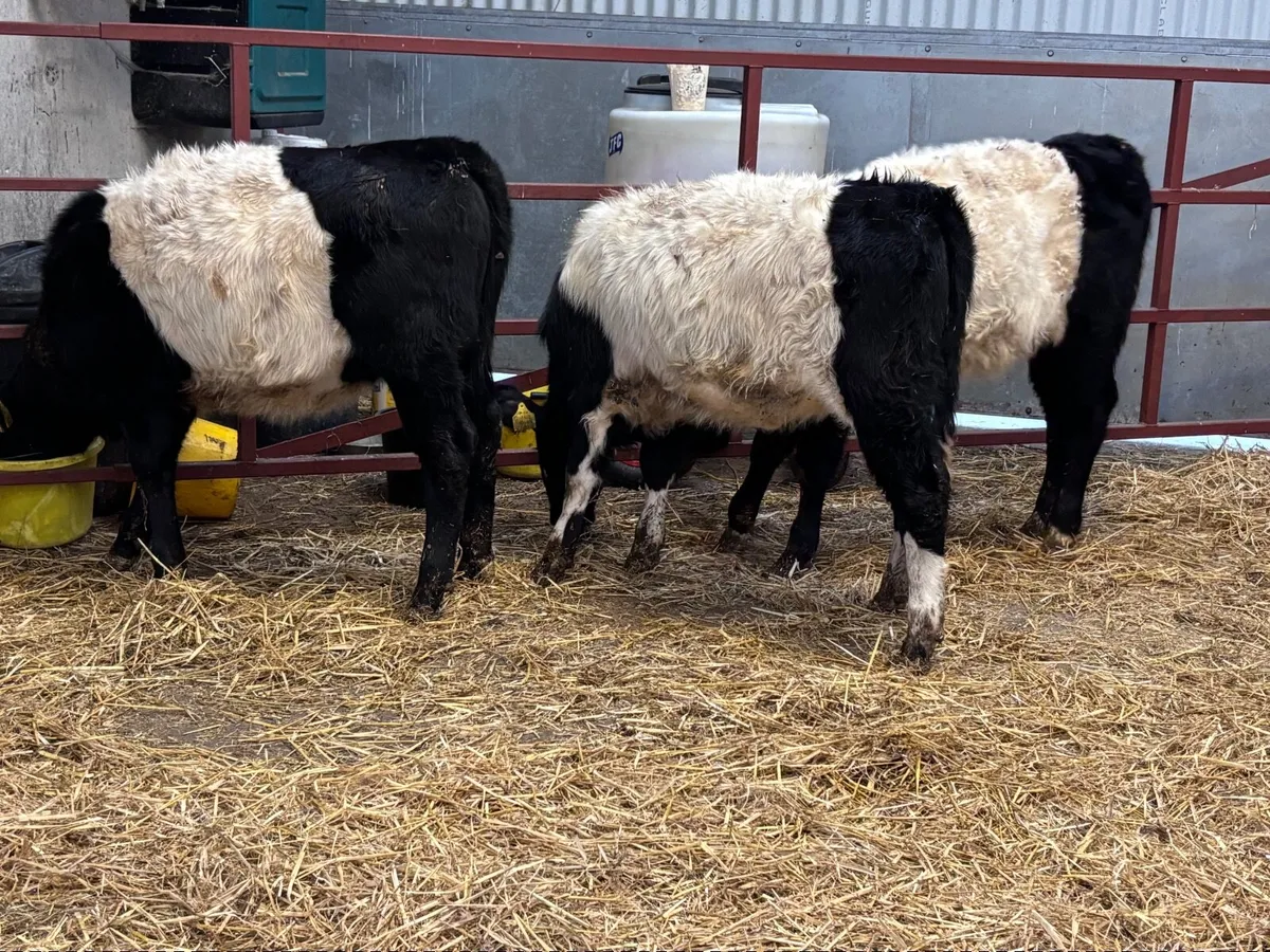 3 belted Galloway Weanling heifers for sale - Image 1