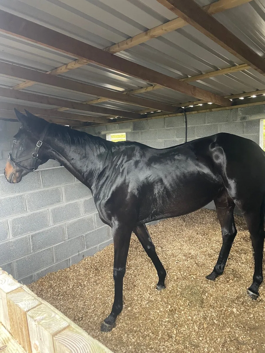 Thoroughbred 7 Year old Bay Mare - Image 1