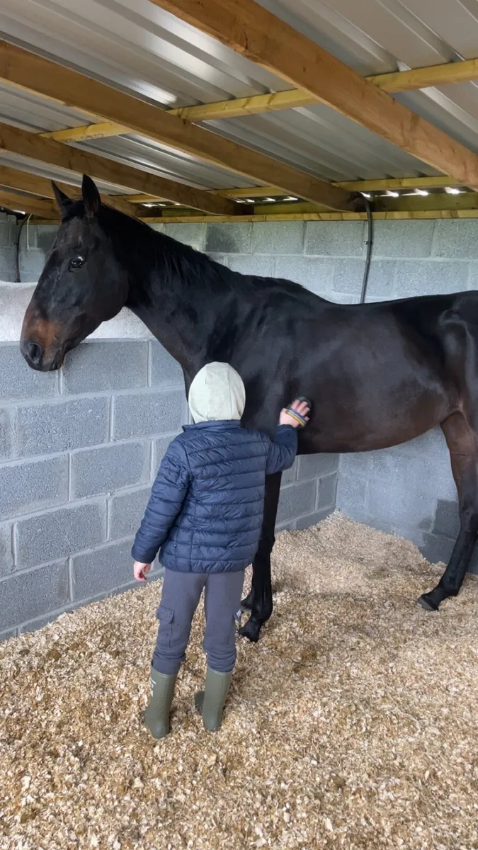 Thoroughbred 7 Year old Bay Mare - Image 2