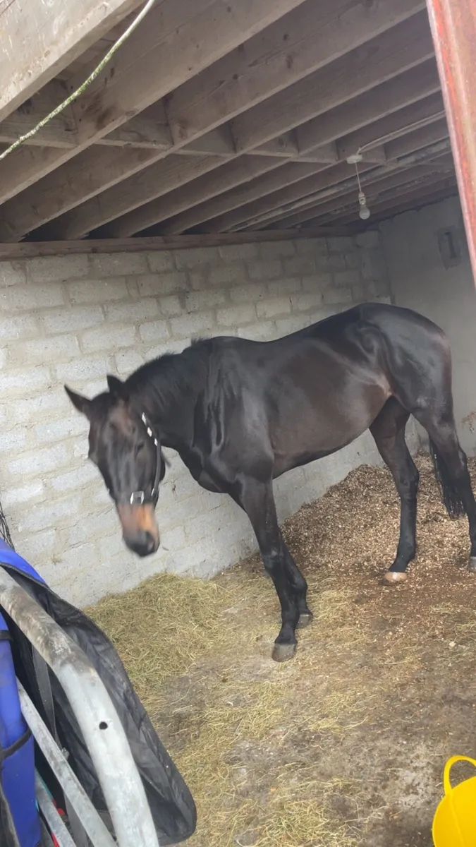 Thoroughbred 7 Year old Bay Mare - Image 3