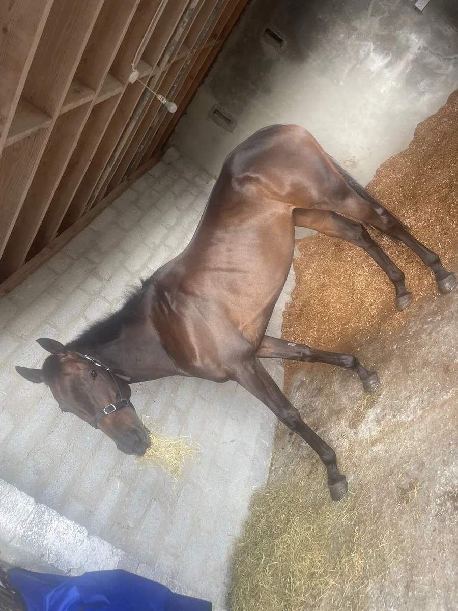 Thoroughbred 7 Year old Bay Mare - Image 4