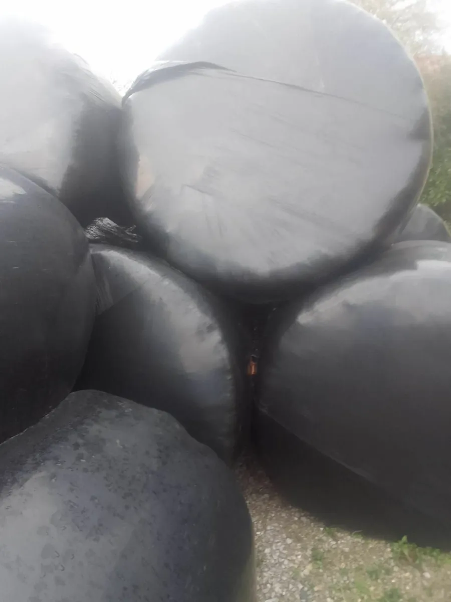 Silage - Image 2