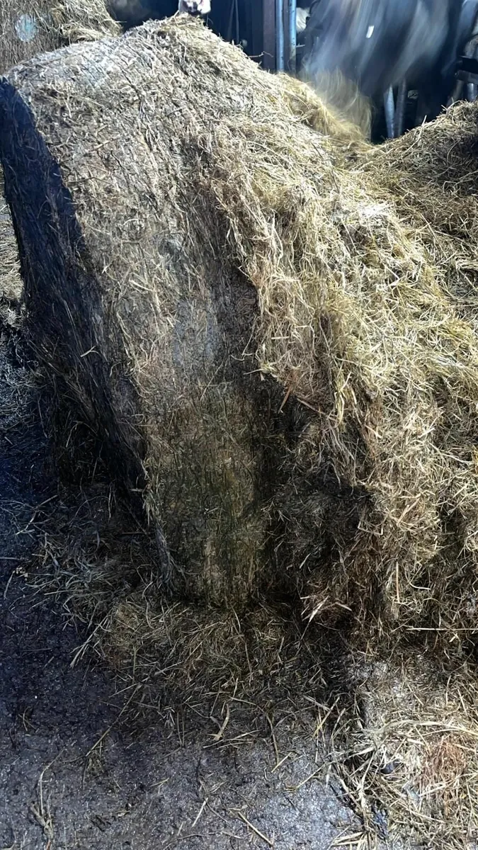 Silage - Image 3