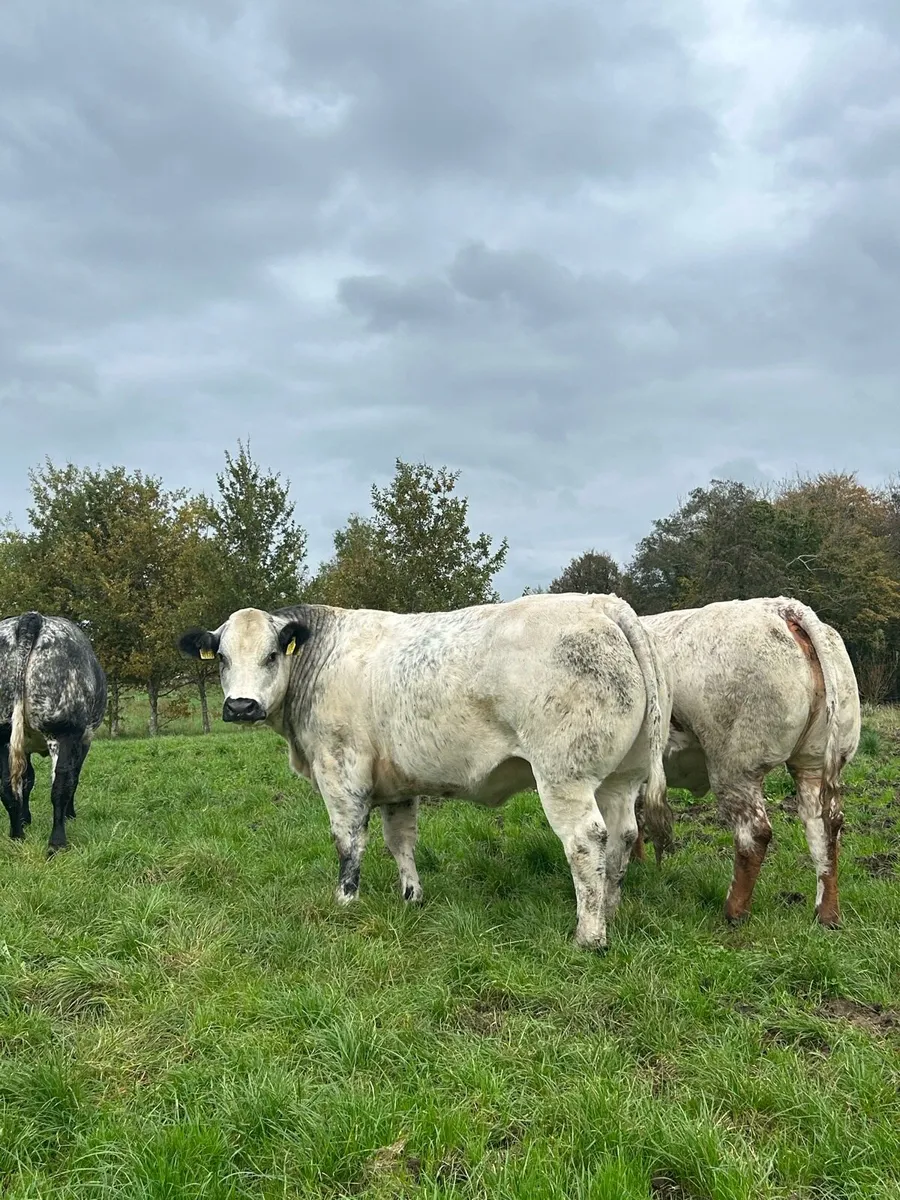 Breeding heifers for Balla mart - Image 1
