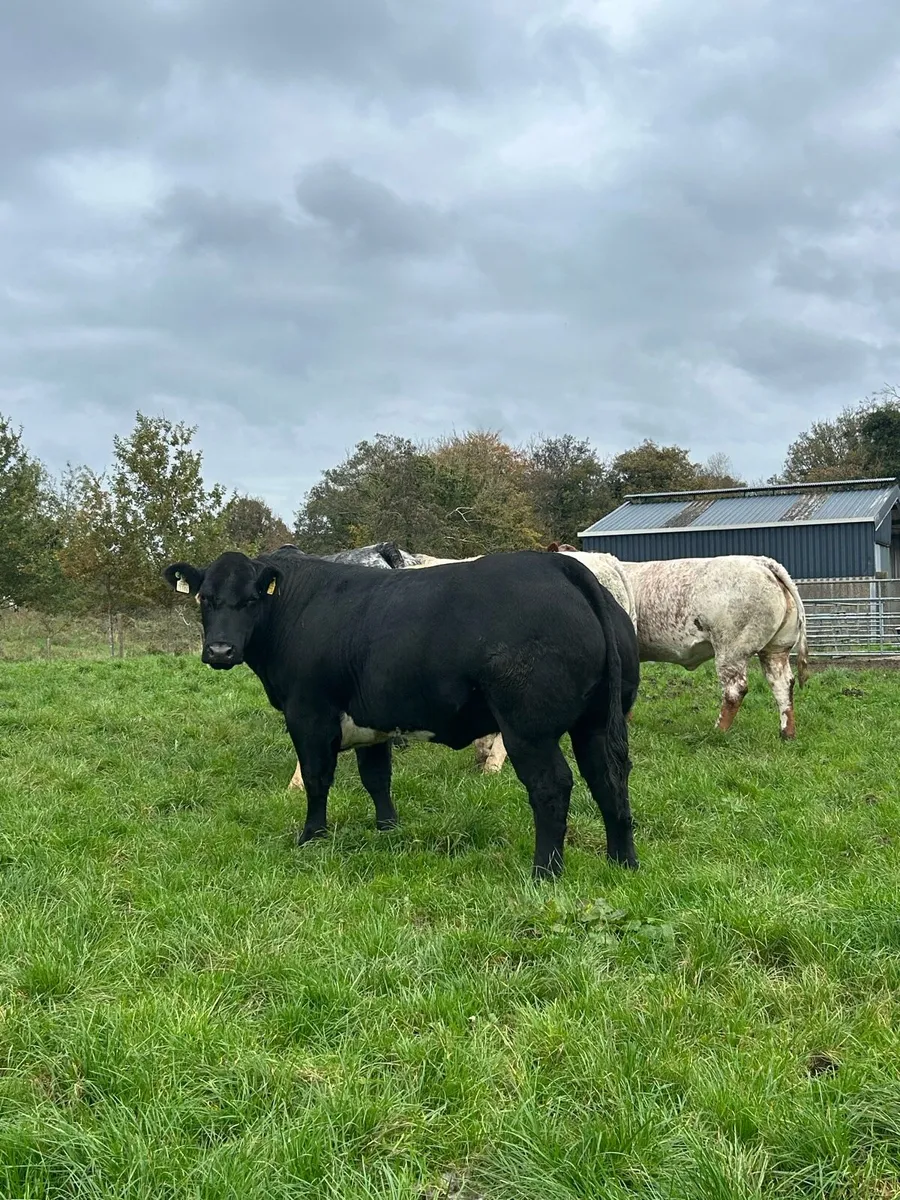 Breeding heifers for Balla mart - Image 2