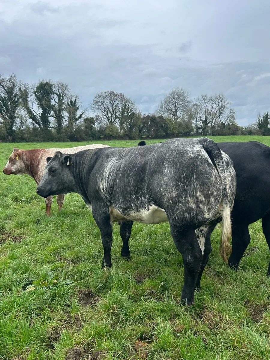Breeding heifers for Balla mart - Image 3