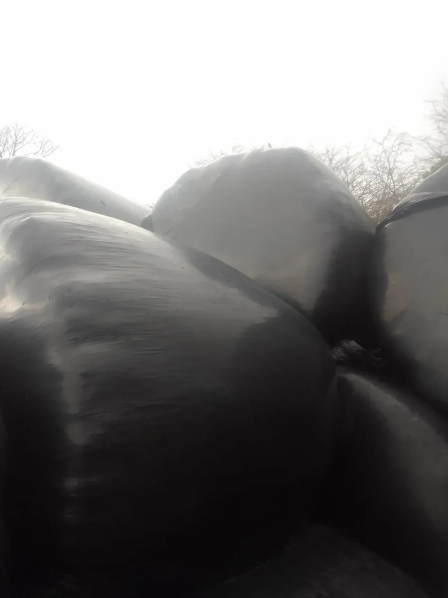 Silage - Image 4