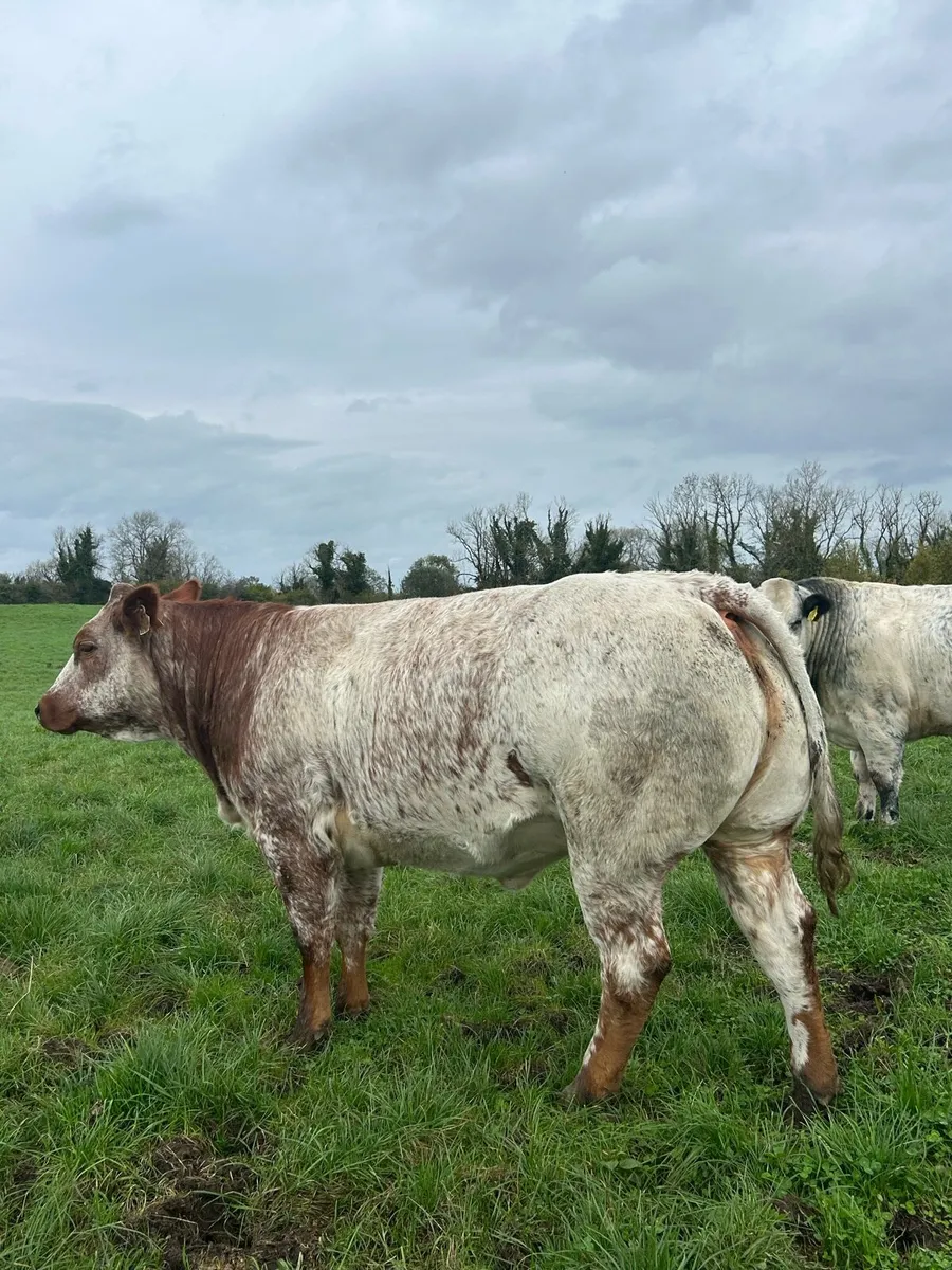Breeding heifers for Balla mart - Image 4