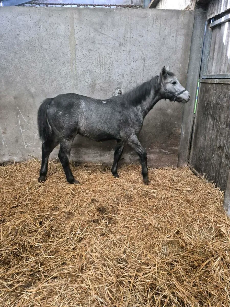 Performance Connemara Colt - Image 1