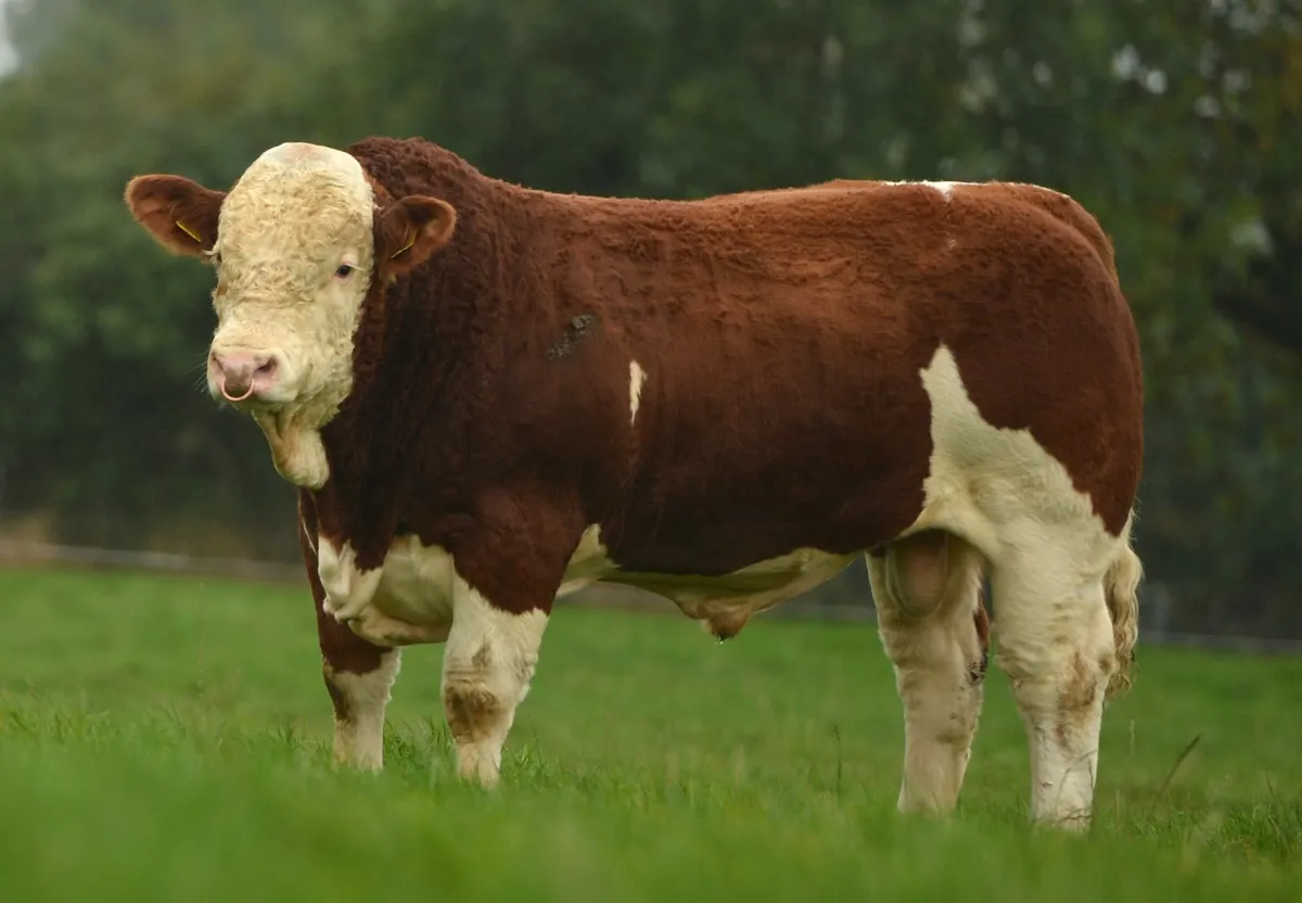 Simmental Premier Show & Sale