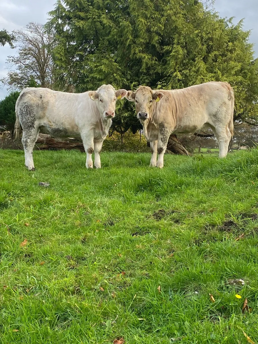 Headford mart Friday 24th - Image 1